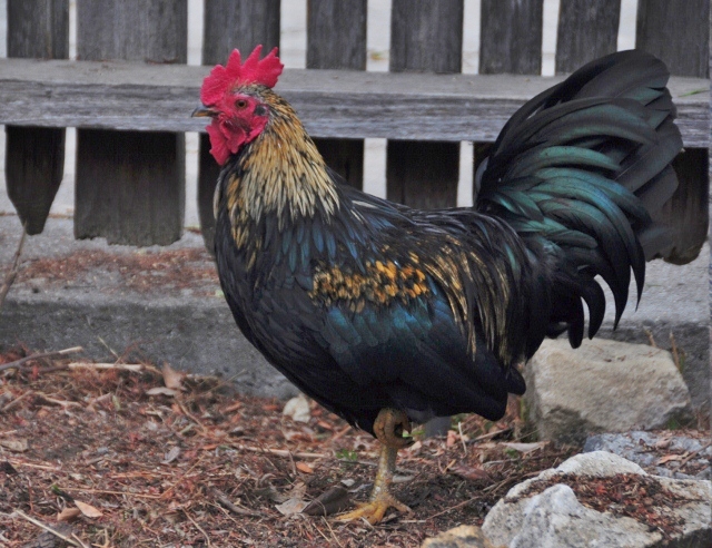 chicken, dark